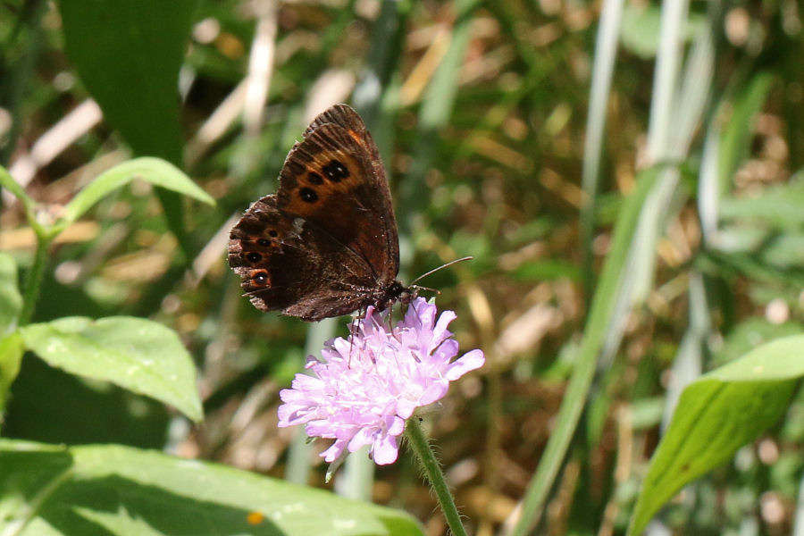 Erebia ligea? - Si