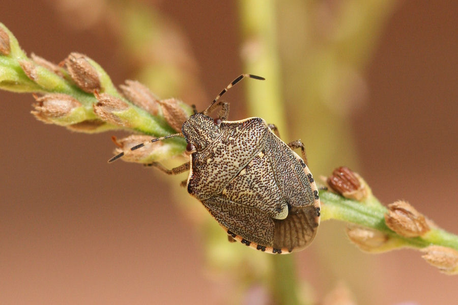 Pentatomidae: Holcostethus albipes