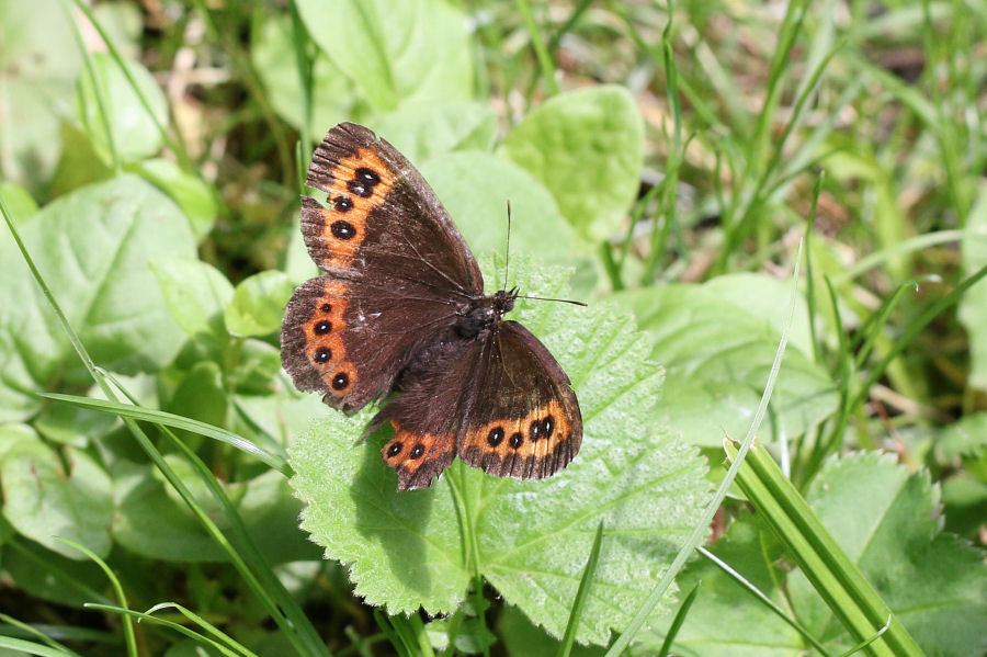 Erebia ligea? - Si