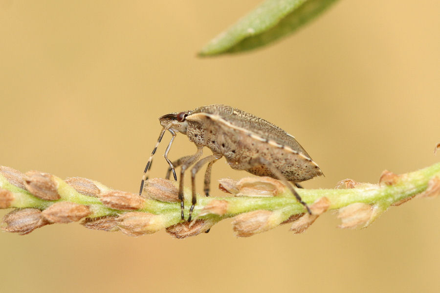 Pentatomidae: Holcostethus albipes