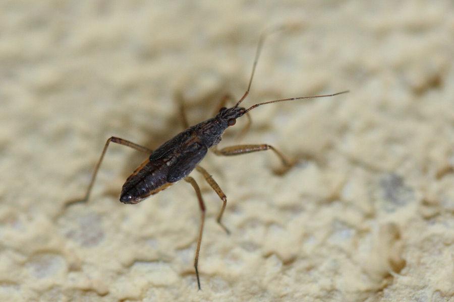 Nabidae: ninfa di Nabis sp. dell''Emilia (BO)