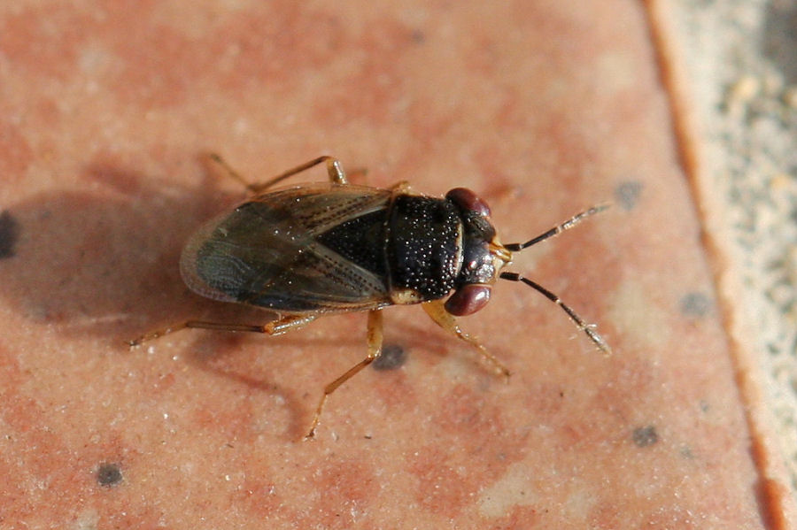 Lygaeidae: Geocoris cf. megacephalus dell''Emilia (BO)