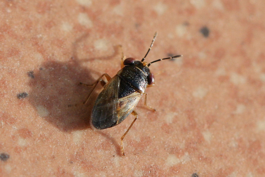 Lygaeidae: Geocoris cf. megacephalus dell''Emilia (BO)