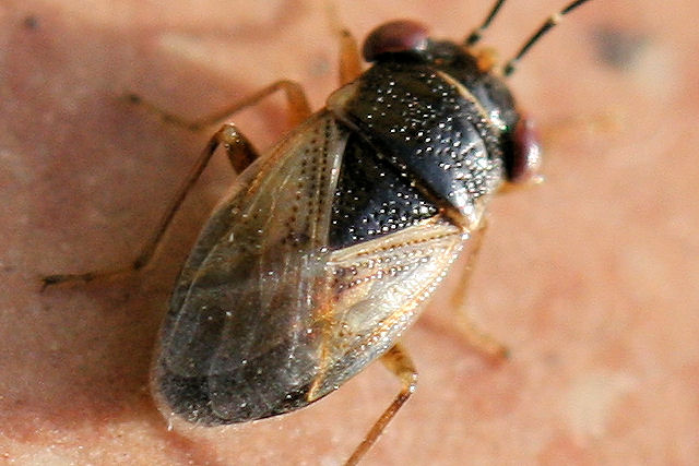 Lygaeidae: Geocoris cf. megacephalus dell''Emilia (BO)