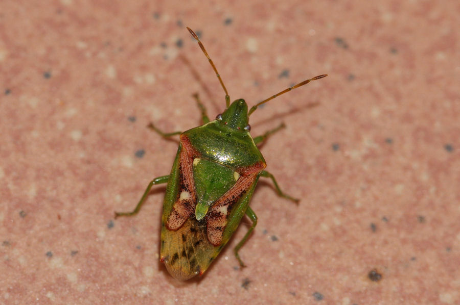 Acanthosomatidae: Cyphostethus tristriatus