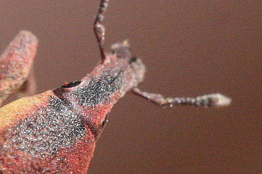 Lixus angustus - Curculionidae