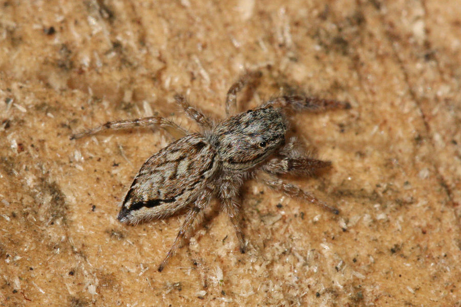 Pseudicius encarpatus  - Castel Maggiore (BO)