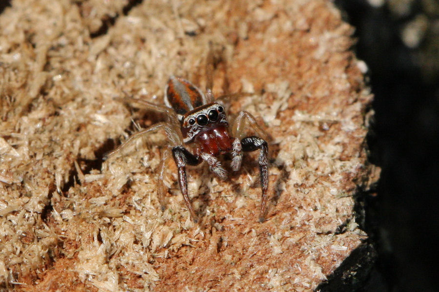 Salticidae: maschio di Icius sp. - Castel Maggiore (BO)