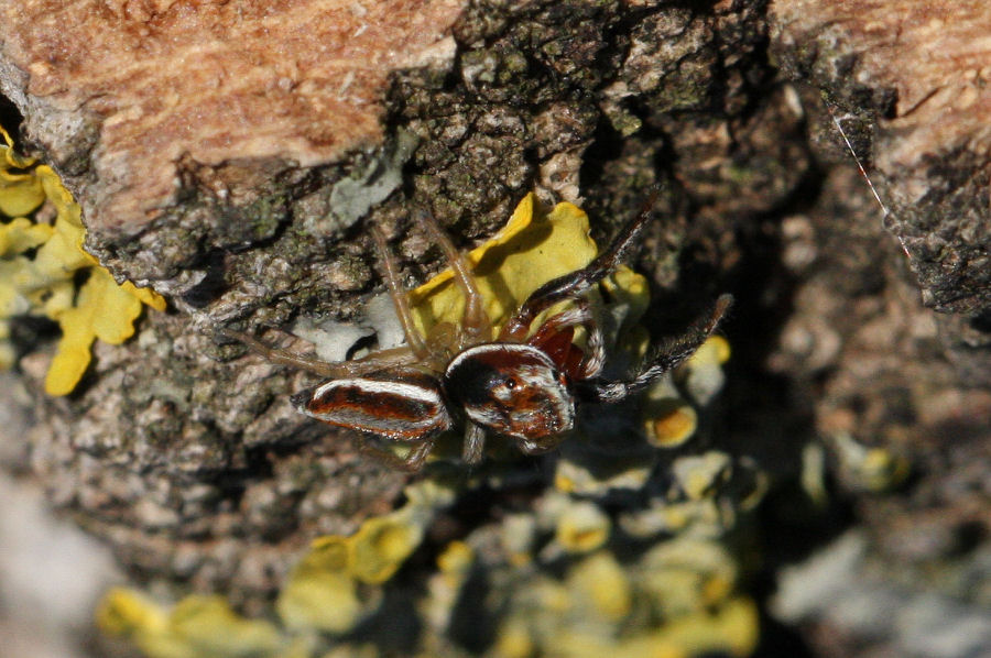 Salticidae: maschio di Icius sp. - Castel Maggiore (BO)