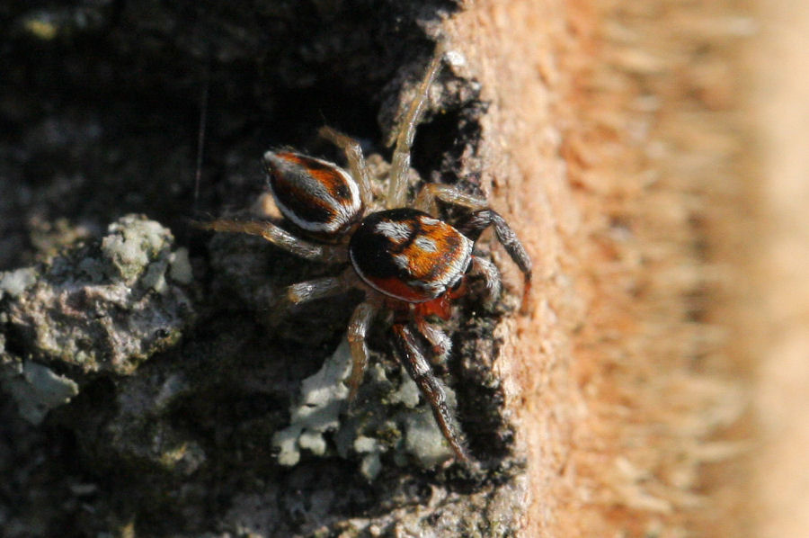 Salticidae: maschio di Icius sp. - Castel Maggiore (BO)