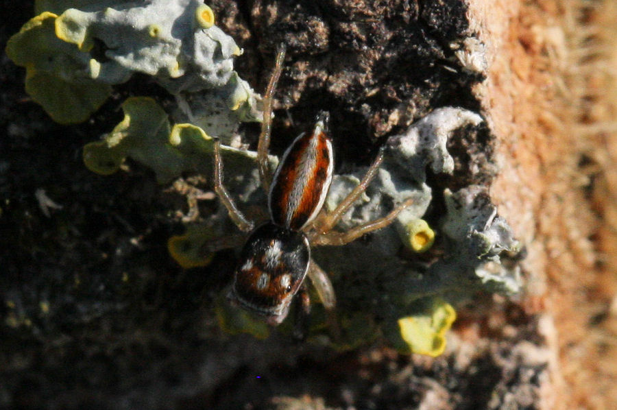 Salticidae: maschio di Icius sp. - Castel Maggiore (BO)