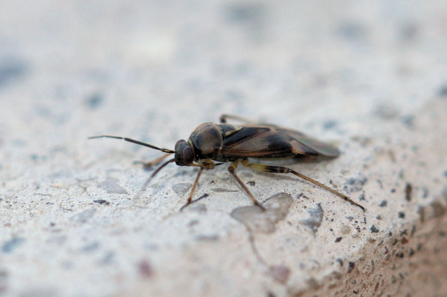 Miridae: Orthops cf basalis dell''Emilia