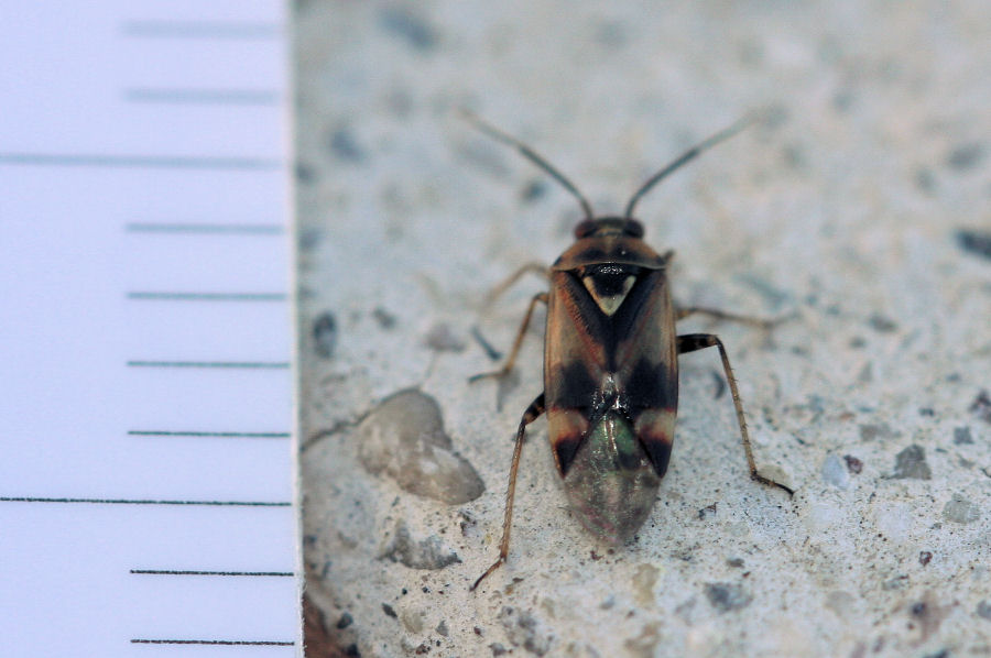 Miridae: Orthops cf basalis dell''Emilia