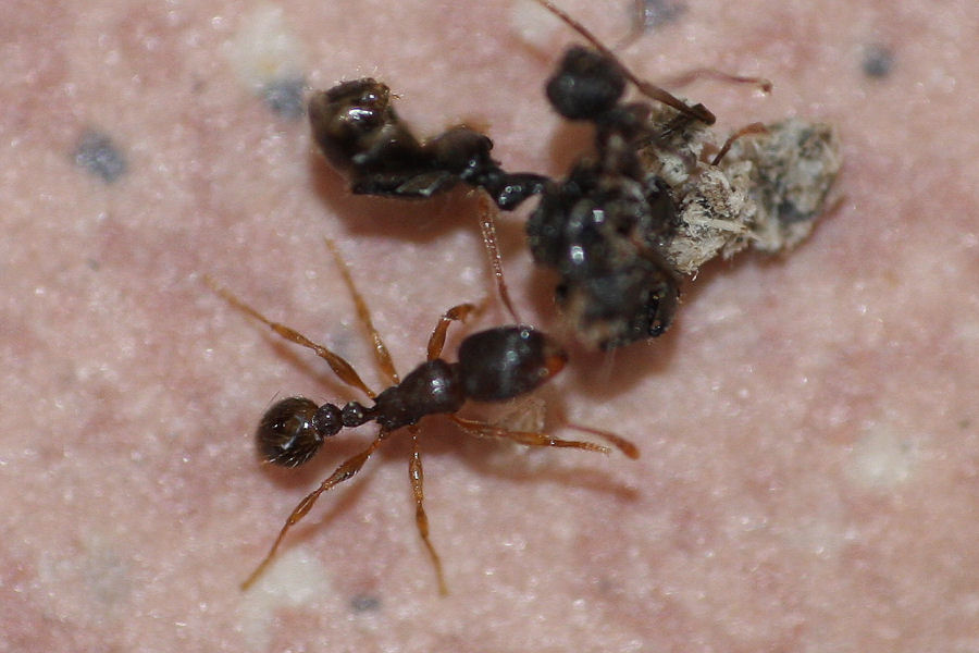 Tetramorium sp.