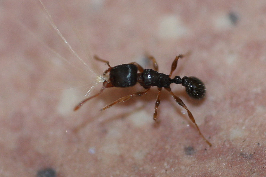 Tetramorium sp.