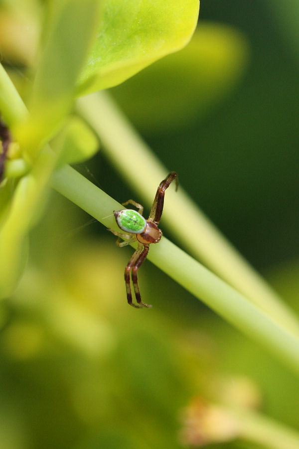 Ebrechtella tricuspidata - Oasi di Punte Alberete (RA)