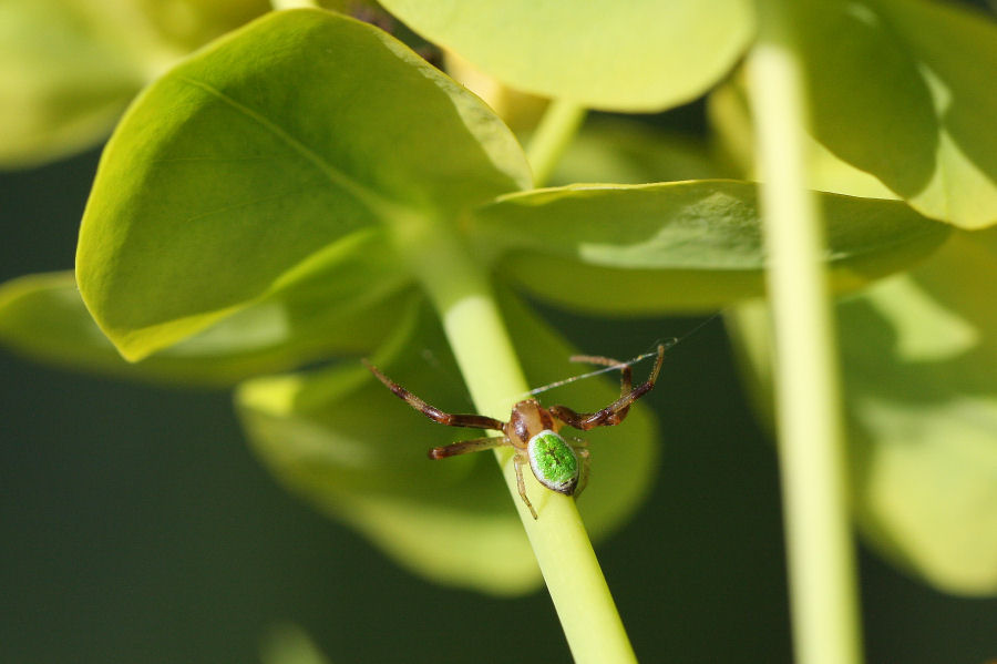 Ebrechtella tricuspidata - Oasi di Punte Alberete (RA)