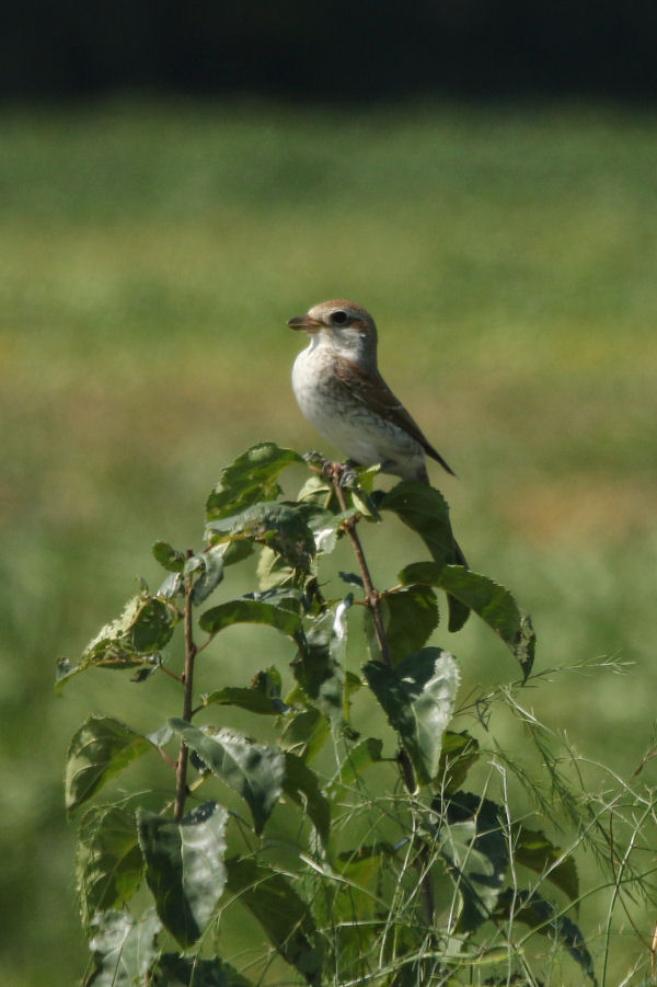 Incontri nella zona di Comacchio