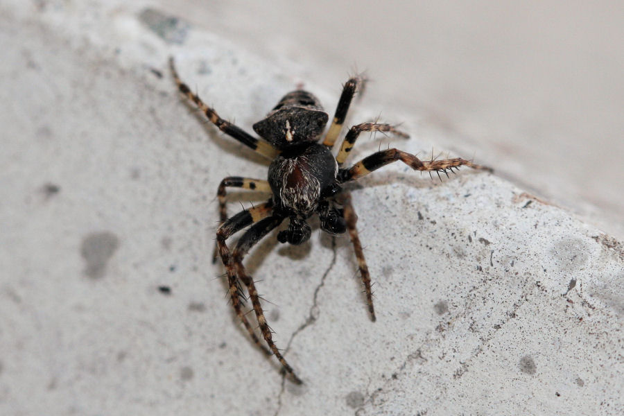 Gibbaranea cf. bituberculata  - Castel Maggiore (BO)