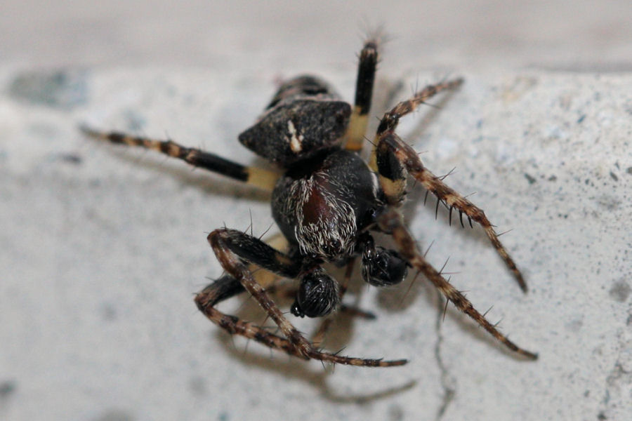 Gibbaranea cf. bituberculata  - Castel Maggiore (BO)