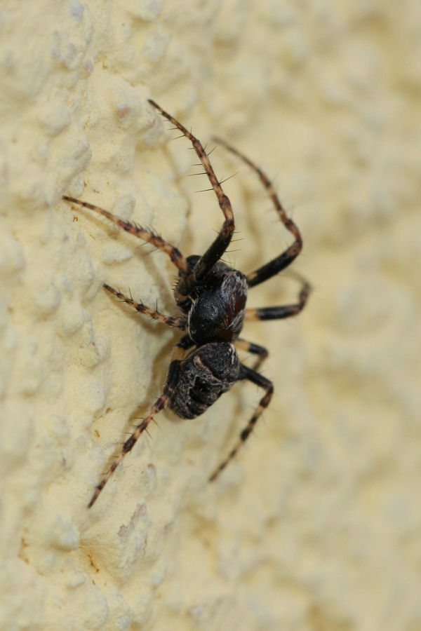 Gibbaranea cf. bituberculata  - Castel Maggiore (BO)