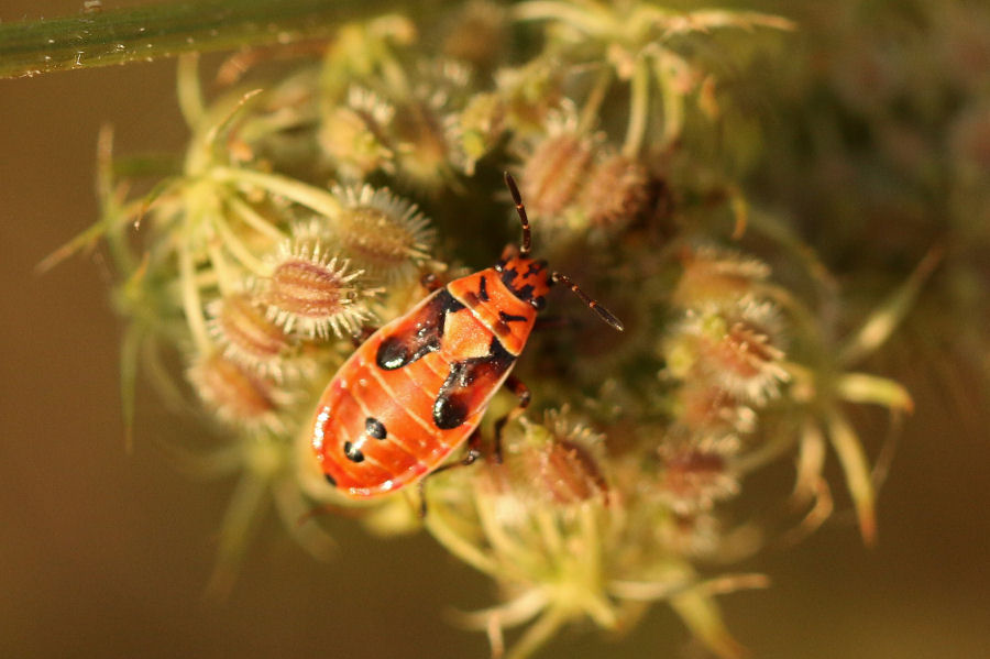 Ninfa di Lygaeidae: Lygaeus equestris ?