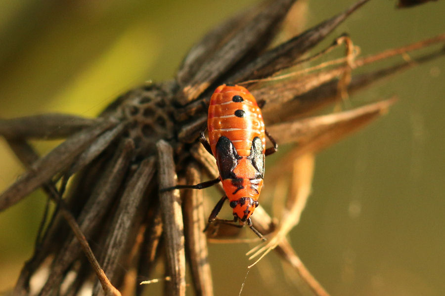 Ninfa di Lygaeidae: Lygaeus equestris ?