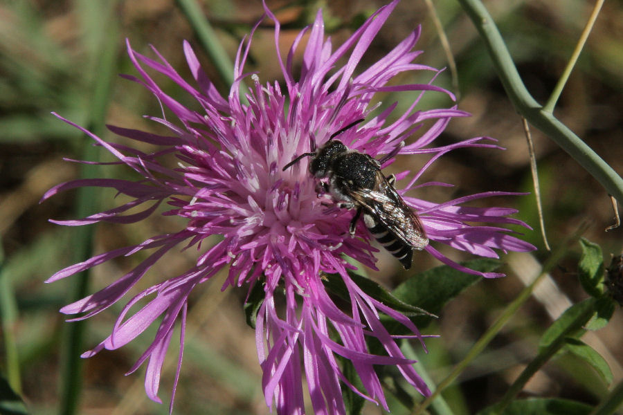 Coelioxys sp. (Megachillidae)