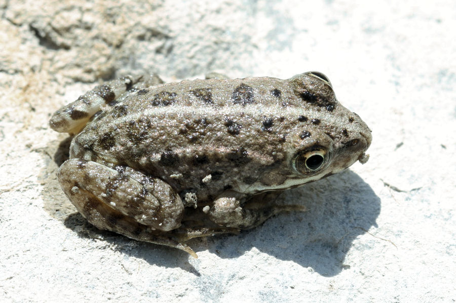 Quale Pelophylax? (prov. Bologna)