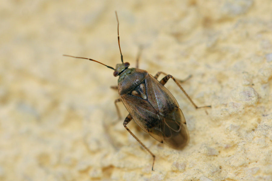 Miridae: Lygus invernale