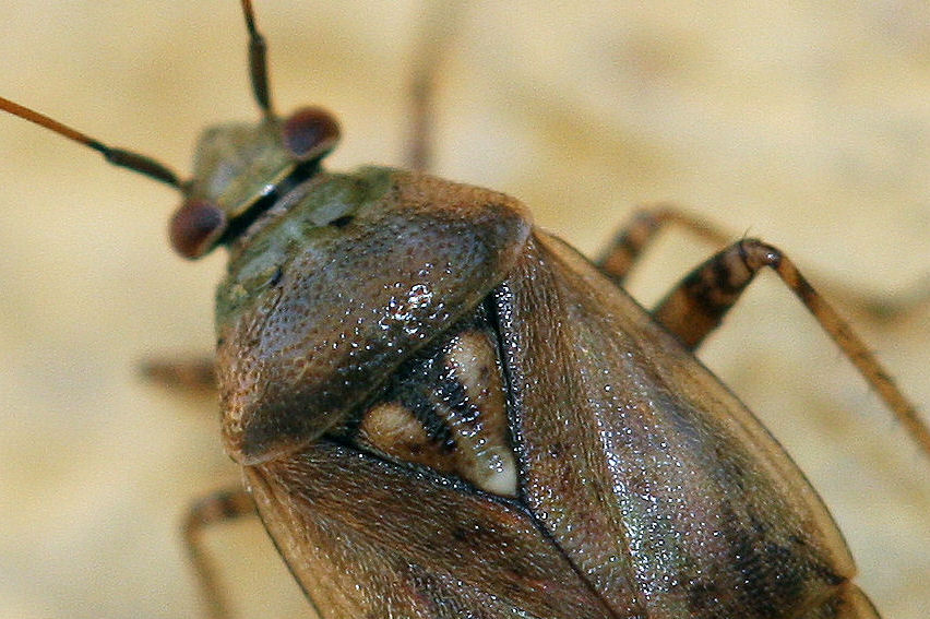 Miridae: Lygus invernale