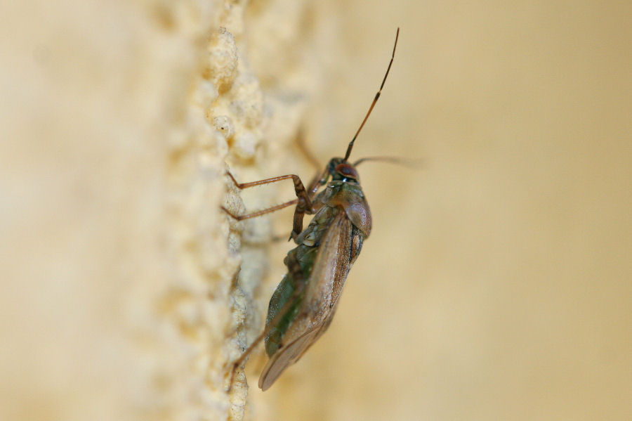 Miridae: Lygus invernale