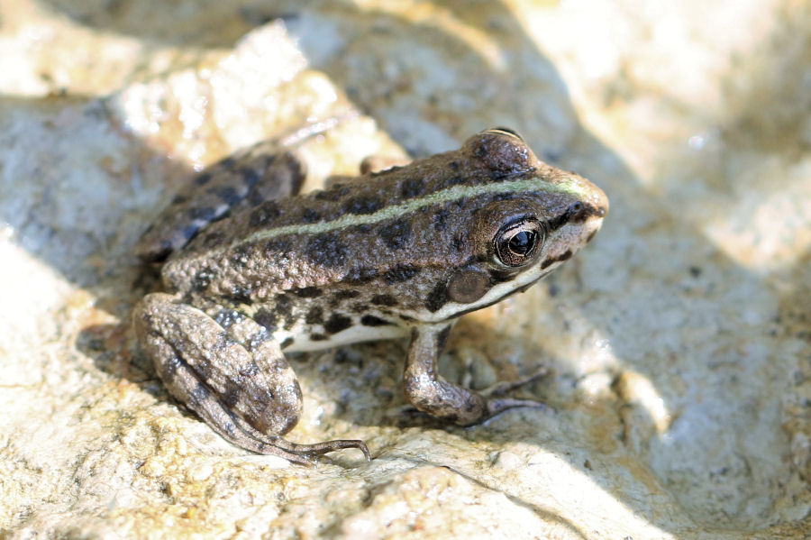 Quale Pelophylax? (prov. Bologna)