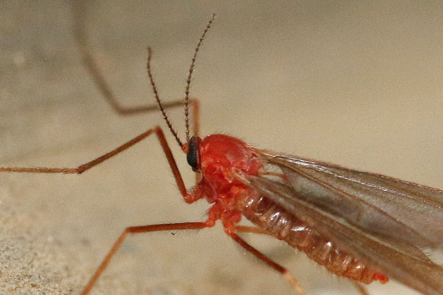 Cecidomyiidae