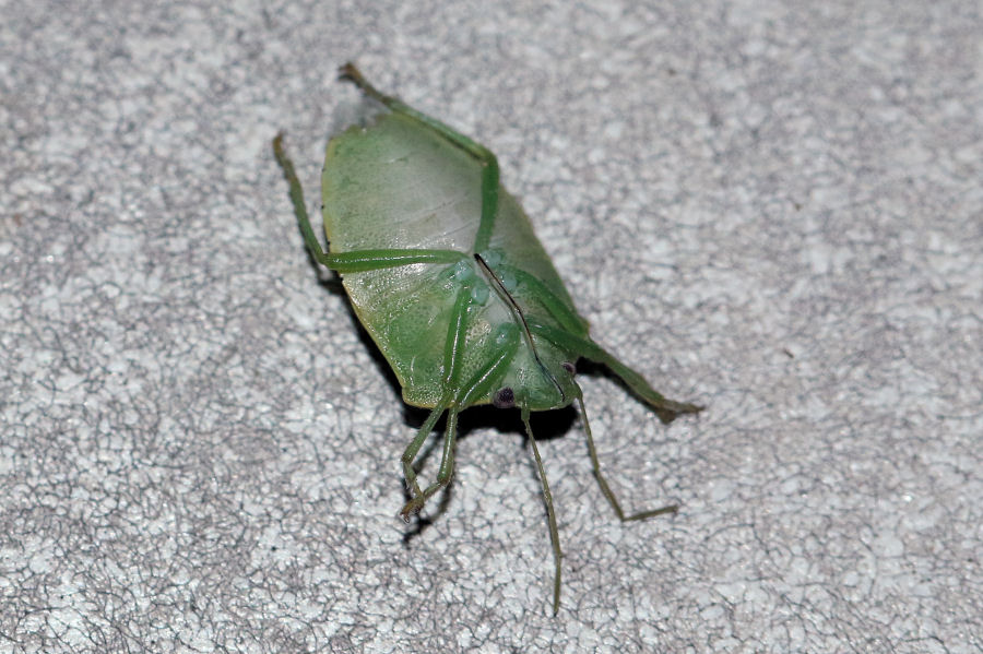 Pentatomidae: Acrosternum millierei