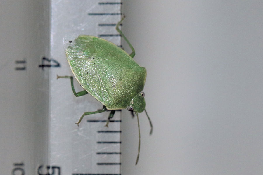 Pentatomidae: Acrosternum millierei