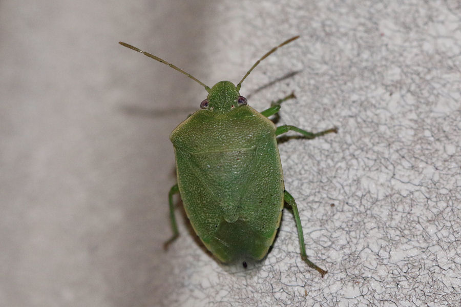 Pentatomidae: Acrosternum millierei