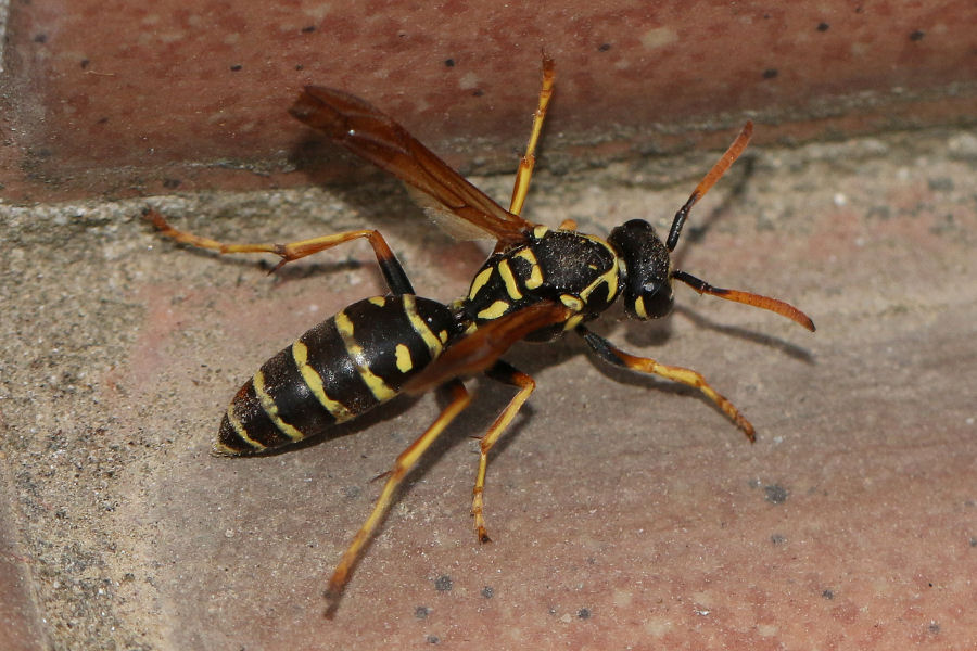 Polistes nimpha