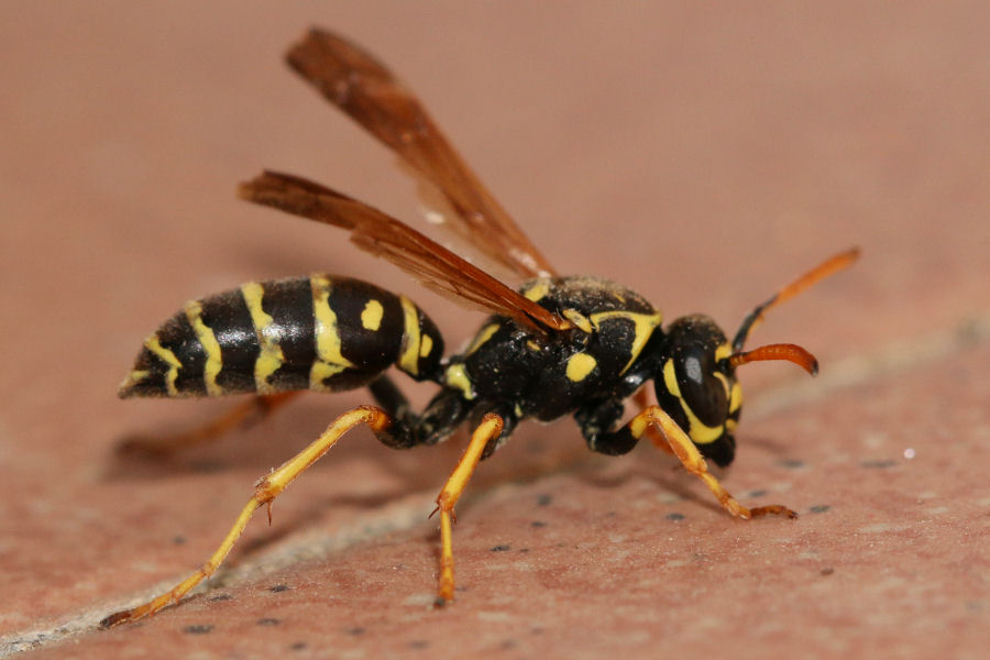 Polistes nimpha