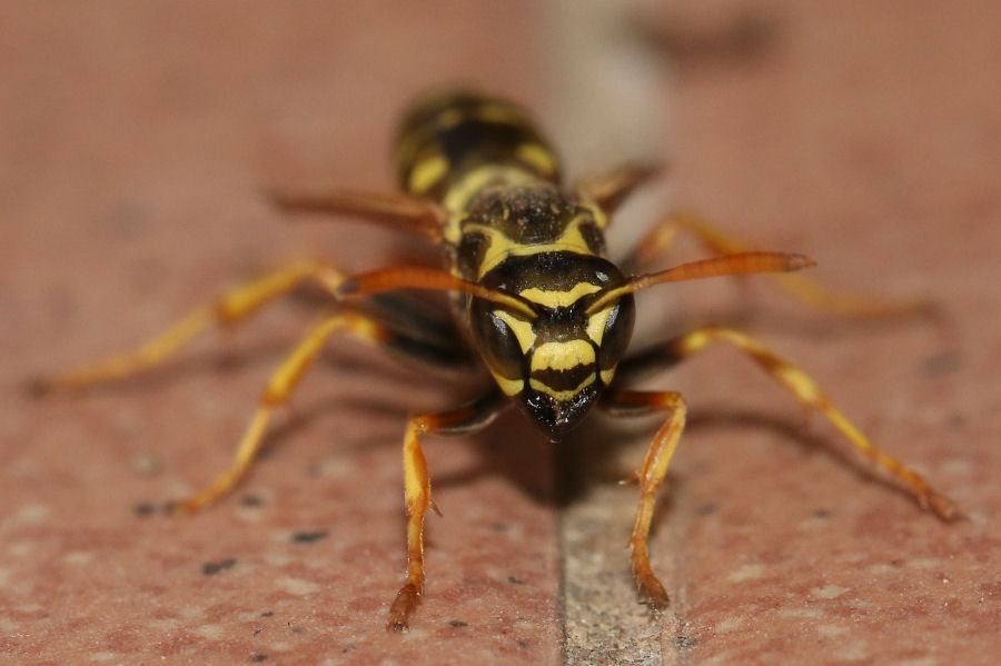 Polistes nimpha