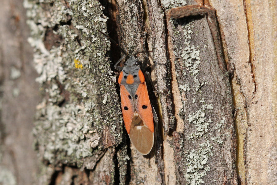 Lygaeidae: Lygaeus creticus dell''Emilia