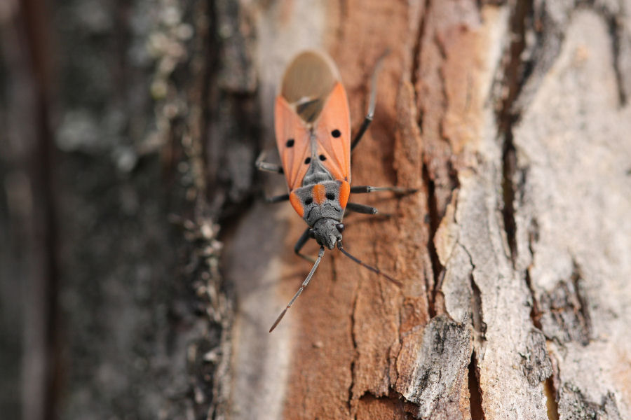 Lygaeidae: Lygaeus creticus dell''Emilia