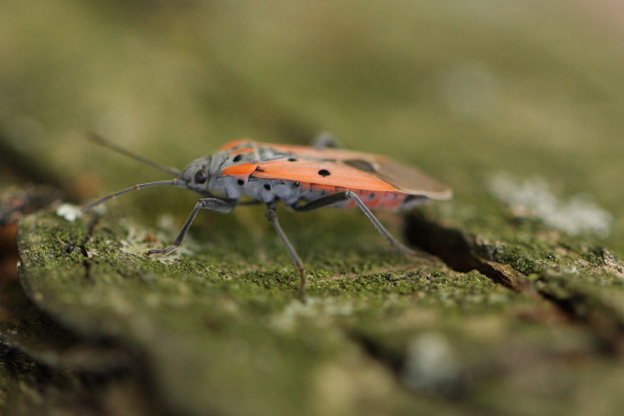 Lygaeidae: Lygaeus creticus dell''Emilia