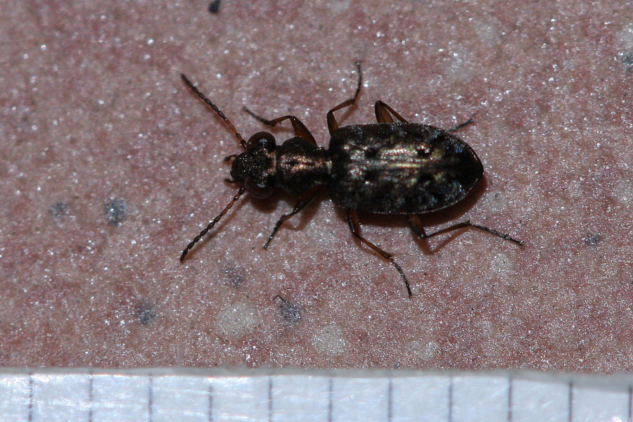 Carabidae: Elaphrus sp.? no, Asaphidion stierlini