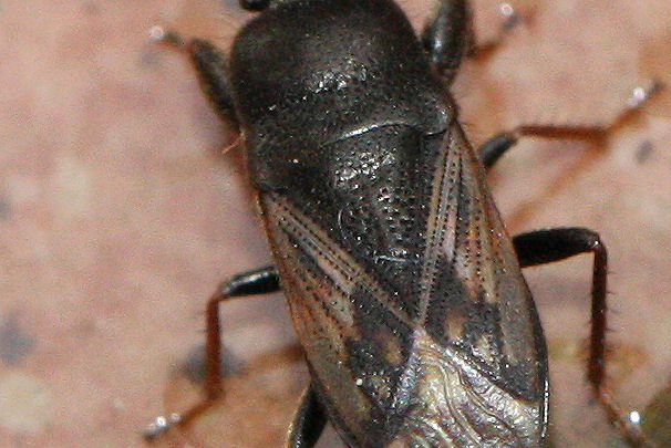 Lygaeidae: Megalonotus emarginatus dell''Emilia (BO)