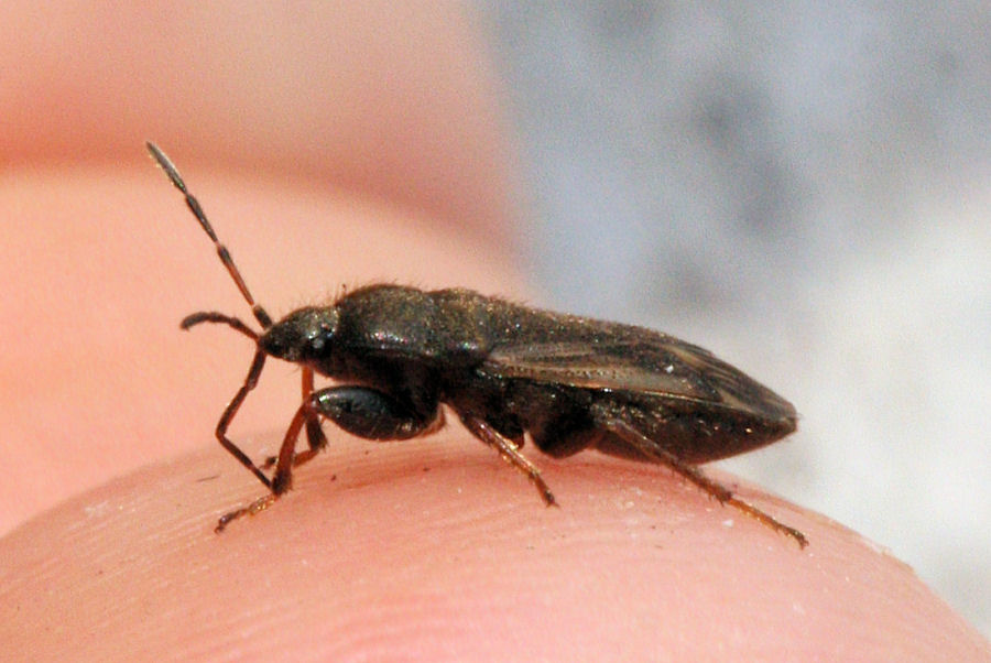 Lygaeidae: Megalonotus emarginatus dell''Emilia (BO)