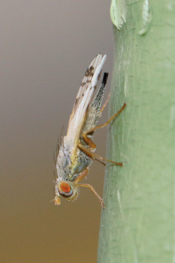 Tephritidae: Acanthiophilus helianthi