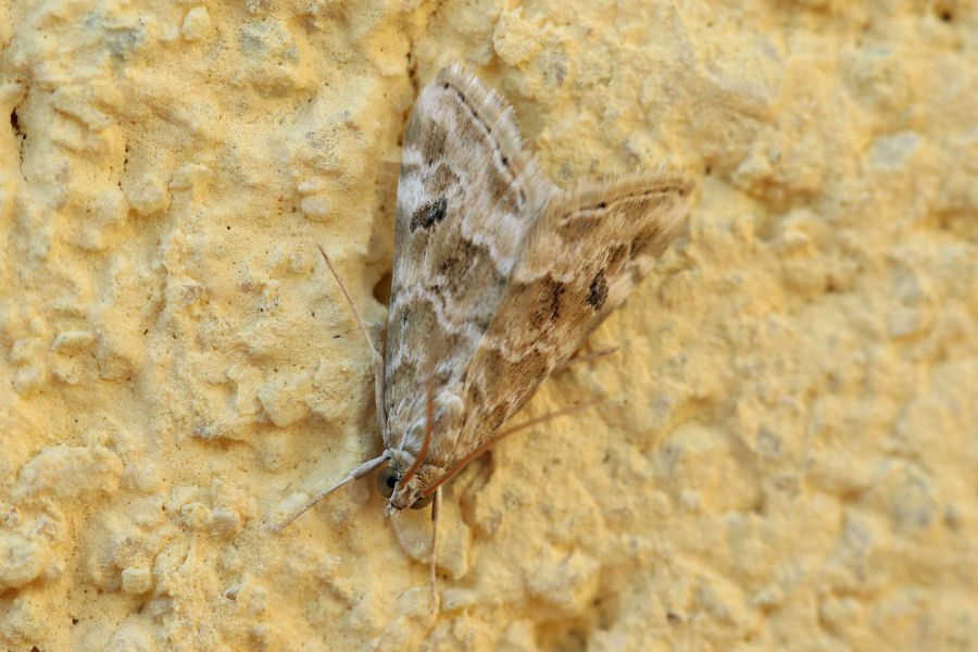 Hellula undalis (Crambidae) ? S