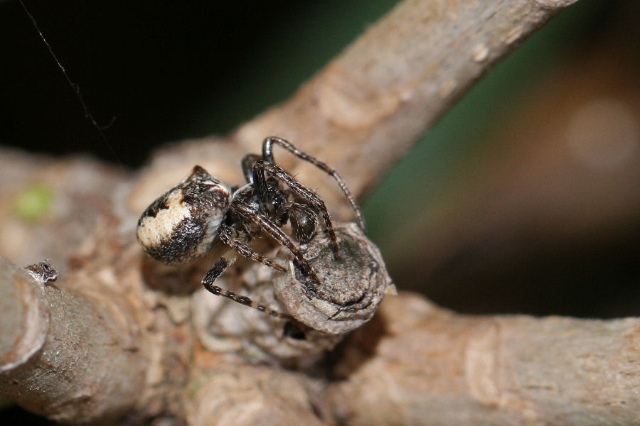 Gibbaranea cf. bituberculata - Castel Maggiore (BO)