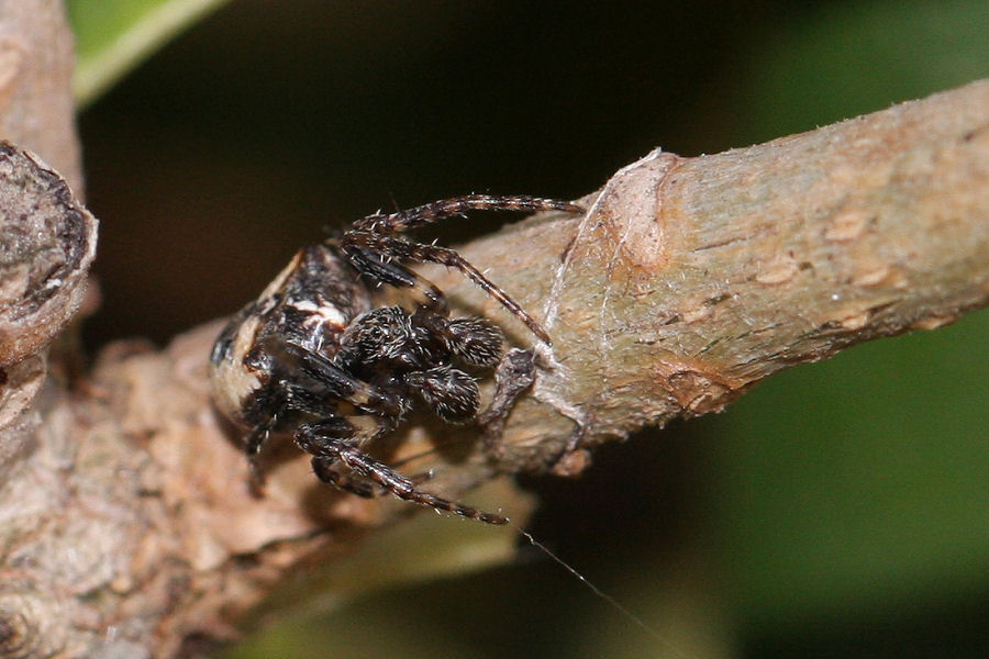 Gibbaranea cf. bituberculata - Castel Maggiore (BO)